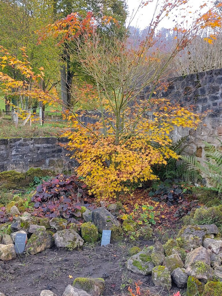 Planter des arbres en novembre : un geste facile et écologique 2 arbre jaune pic