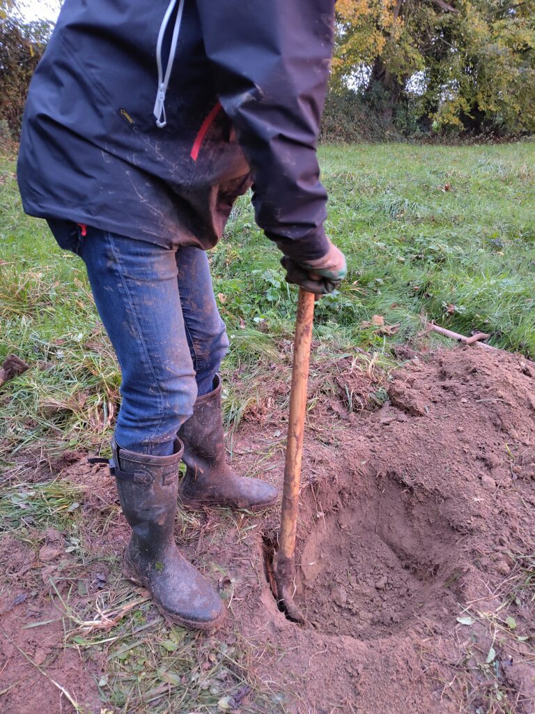 Planter des arbres en novembre : un geste facile et écologique 4 creuser un trou arbre