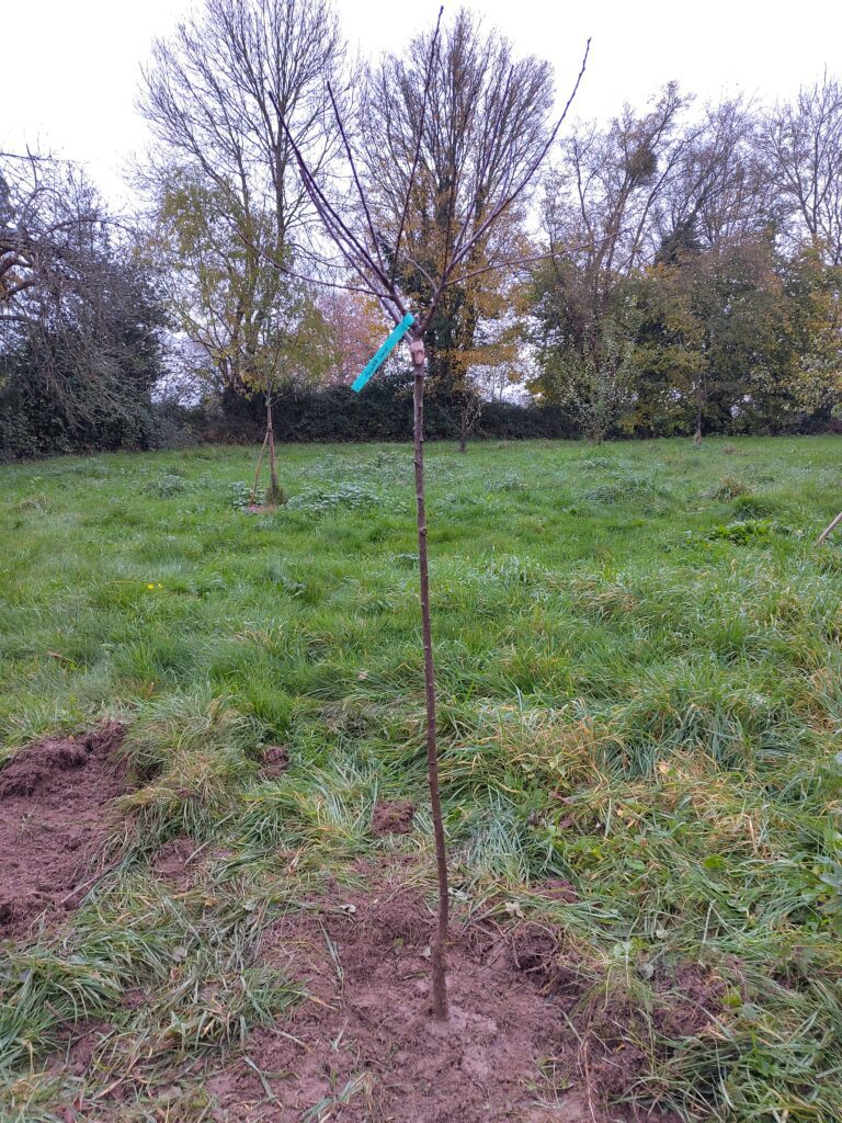 Planter des arbres en novembre : un geste facile et écologique 5 jeune arbre frutier pic