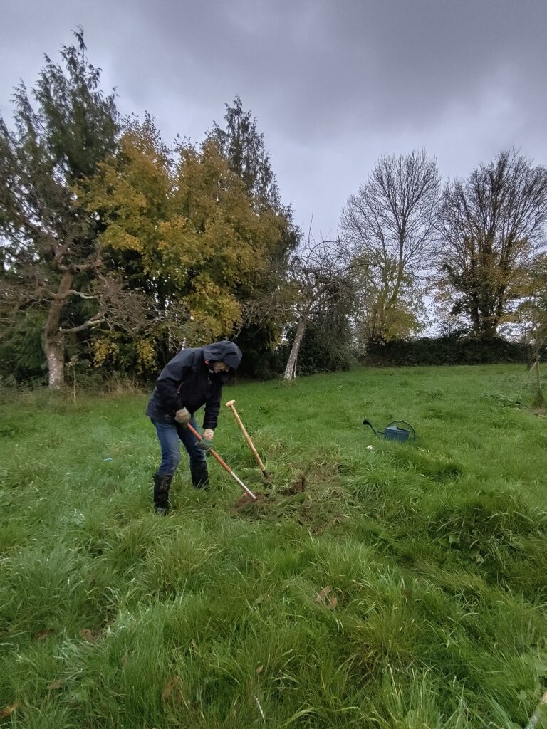 Planter des arbres en novembre : un geste facile et écologique 3 planter un arbre