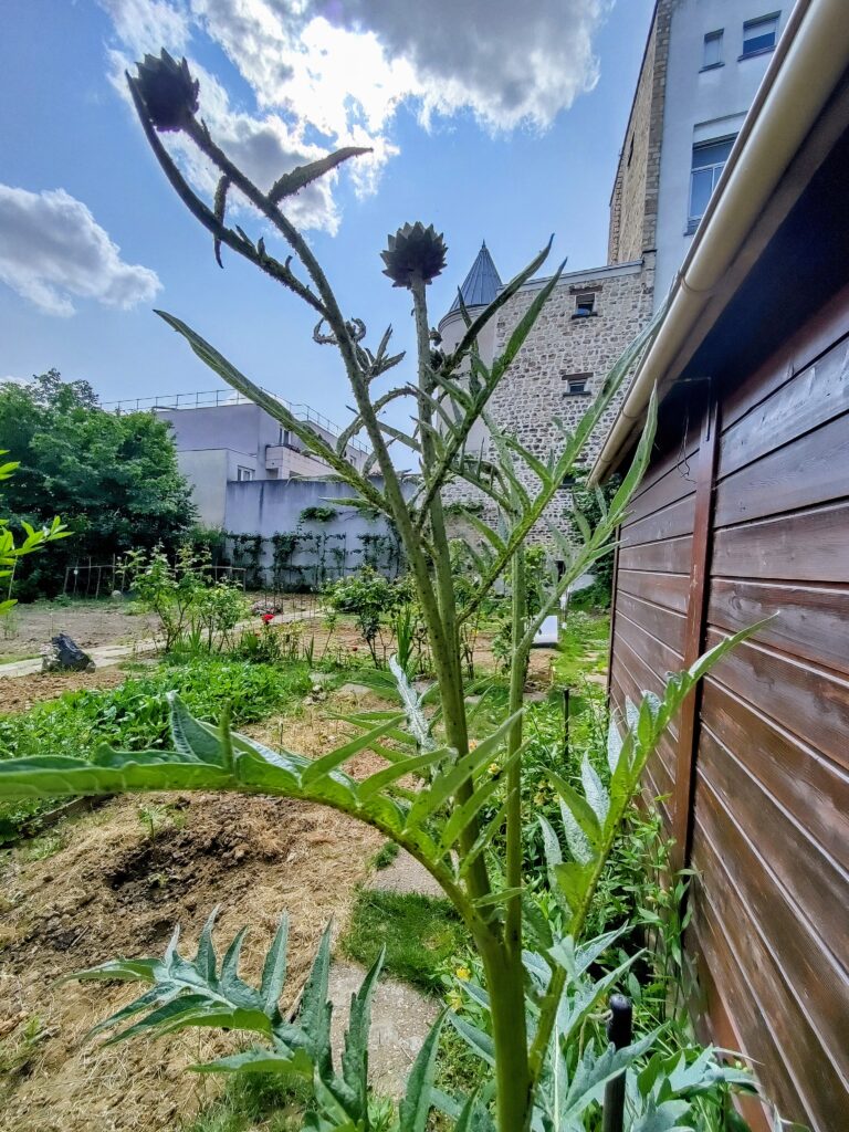 Le bonheur de jardiner : cultiver la terre, se reconnecter au vivant 2 pic artichaut dojo