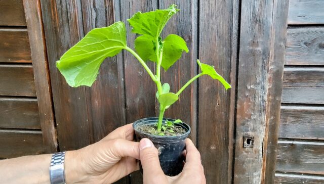 Le bonheur de jardiner : cultiver la terre, se reconnecter au vivant 1 pic plant dojo 1 1