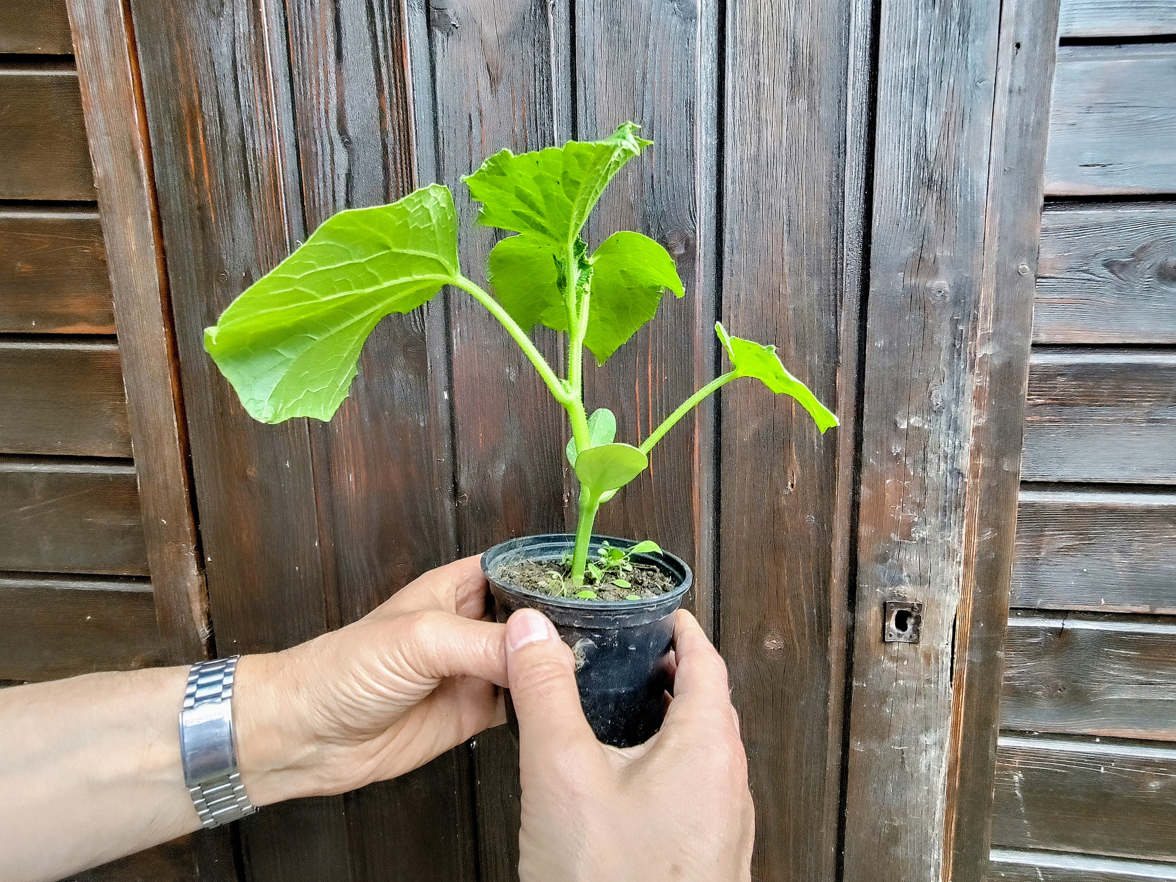 Le bonheur de jardiner : cultiver la terre, se reconnecter au vivant 1 pic plant dojo 1 1