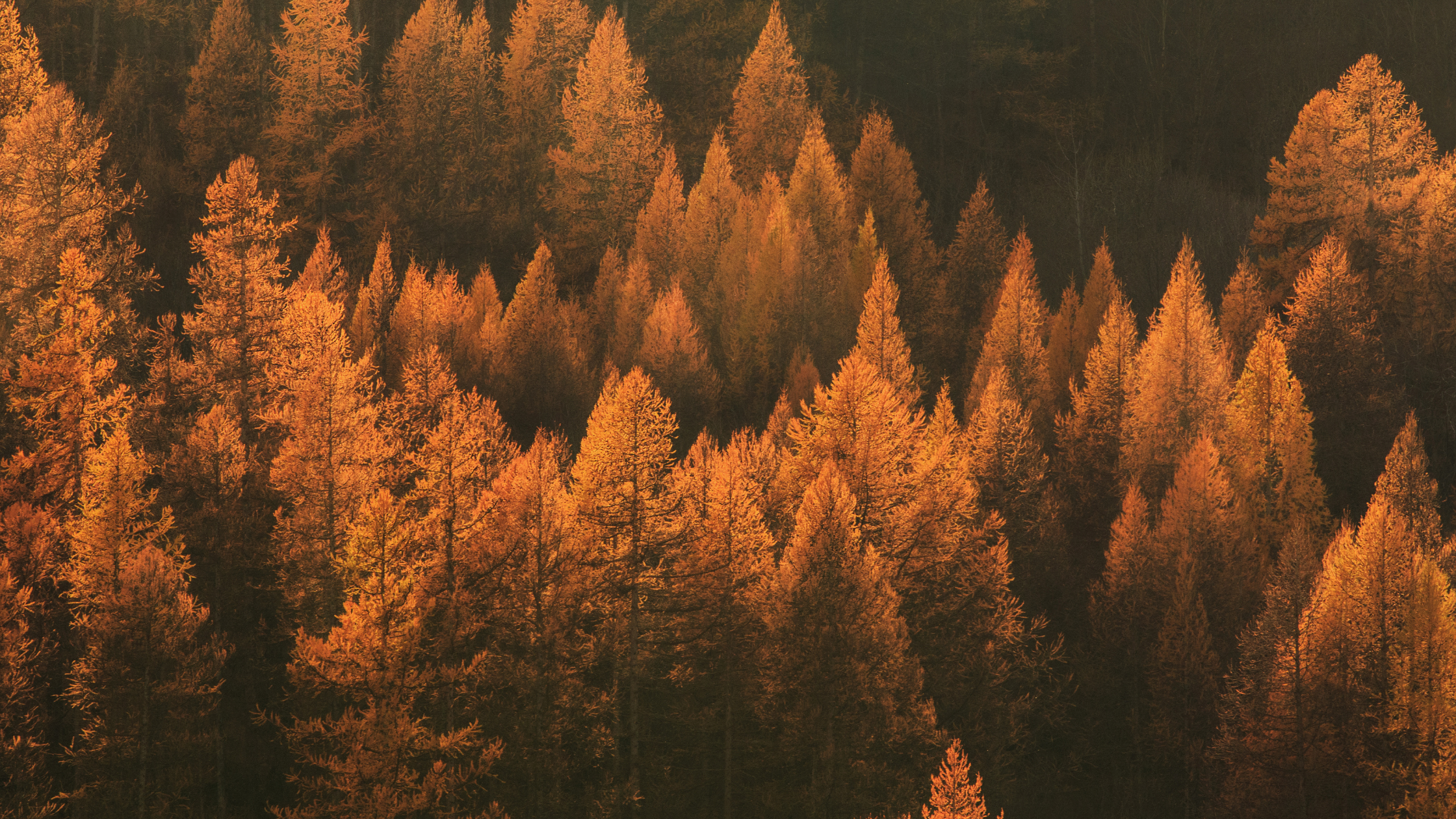L'automne : un temps d'introspection et de respiration 7 paysage d'automne