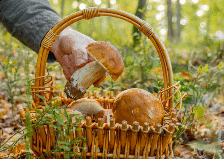 un panier rempli de champignons et une main qui en rajoute un