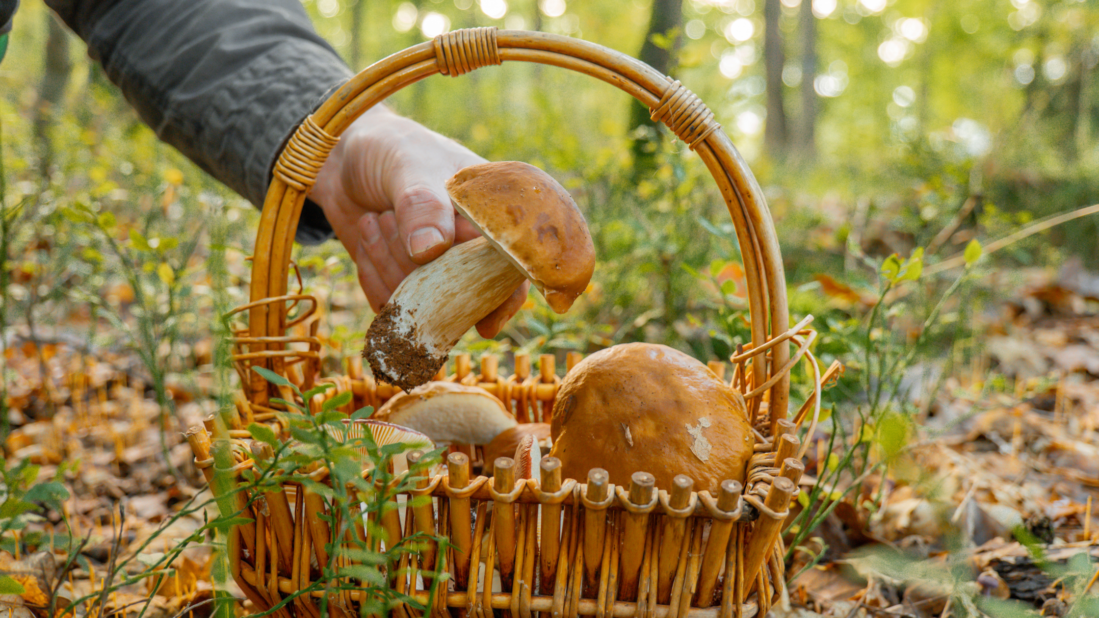 Les trésors de l'automne : fruits et légumes de saison 9 un panier rempli de champignons et une main qui en rajoute un